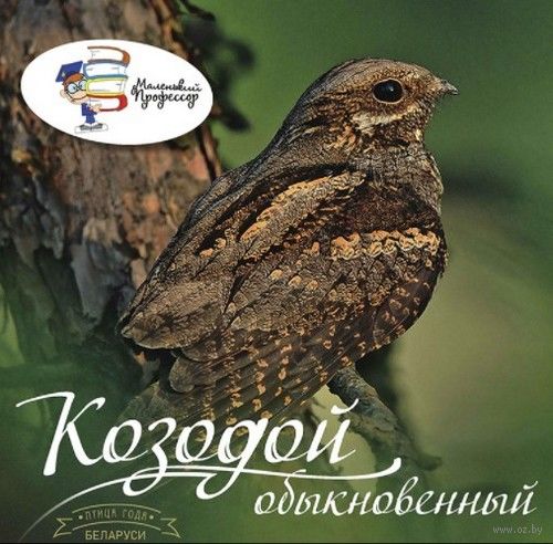Козодой — птица с неправильным именем | Новгородские Ведомости