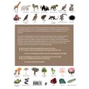 Атлас Земли. Животные, растения, грибы, бактерии, минералы и другие сокровища нашей планеты — фото, картинка — 16