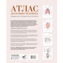 Атлас анатомии человека. Сердечно-сосудистая система — фото, картинка — 1