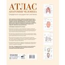 Атлас анатомии человека. Сердечно-сосудистая система — фото, картинка — 1