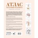 Атлас анатомии человека. Нервная система — фото, картинка — 1