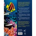 Рыбы коралловых рифов — фото, картинка — 1