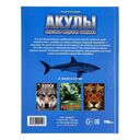 Акулы. Опасные морские хищники — фото, картинка — 4