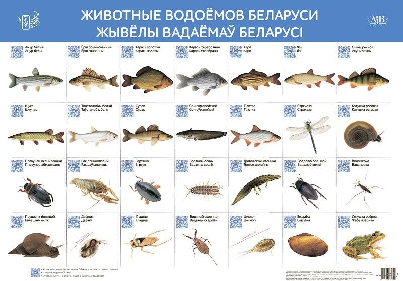 Кто живет в водоеме проект 5 класс Животные водоёмов Беларуси. Жывёлы вадаёмаў Беларусі : купить в Минске в интерне