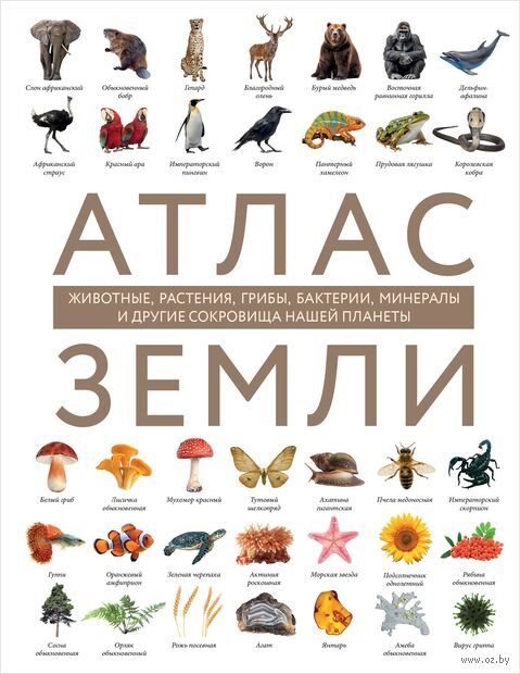 Атлас Земли. Животные, растения, грибы, бактерии, минералы и другие сокровища нашей планеты — фото, картинка