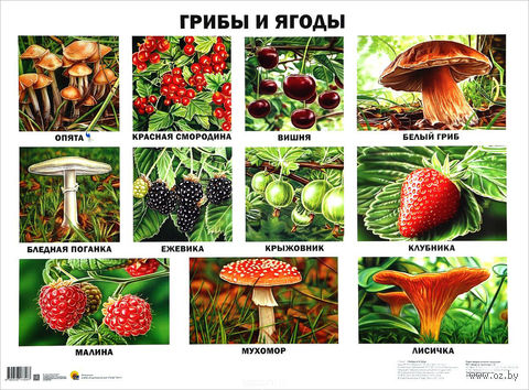 Грибы и ягоды. Плакат — фото, картинка